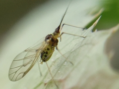 Hyperomyzus lactucae