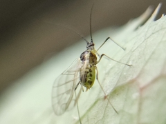 Hyperomyzus lactucae