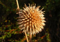 Echinops exaltatus