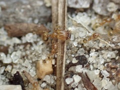 Pheidole tysoni