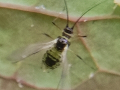 Hyperomyzus lactucae