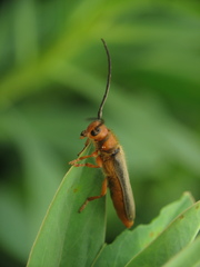 Oberea erythrocephala