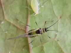 Hyperomyzus lactucae