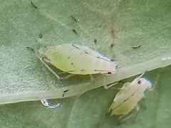 Hyperomyzus lactucae