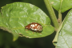 Calligrapha labyrinthica