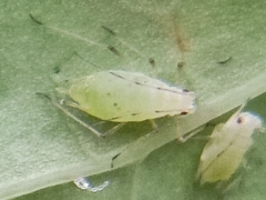 Hyperomyzus lactucae