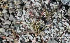 Eriogonum ovalifolium