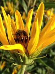 Anthophila
