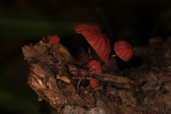 Marasmius haematocephalus