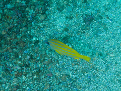 Lutjanus kasmira