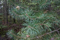 Pinus banksiana