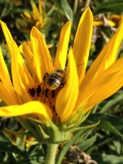 Anthophila