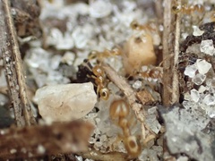 Pheidole tysoni