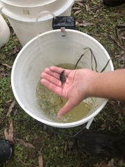 Ambloplites rupestris