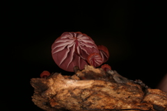 Marasmius haematocephalus