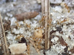 Pheidole tysoni