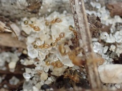 Pheidole tysoni