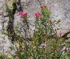 Esterhazya splendida