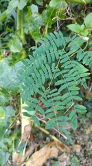 Mimosoideae