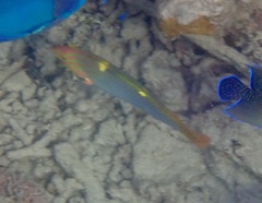 Halichoeres hortulanus