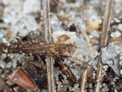 Pheidole tysoni