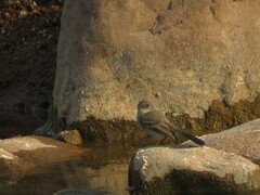 Serpophaga nigricans