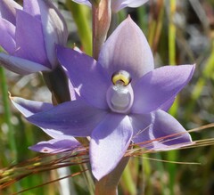 Thelymitra petrophila
