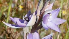 Thelymitra petrophila