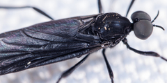 Penthetria heteroptera