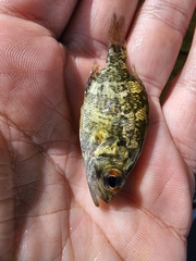 Ambloplites rupestris