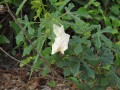 Hibiscus aculeatus