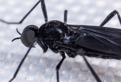 Penthetria heteroptera