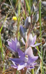 Thelymitra petrophila