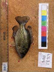 Ambloplites rupestris