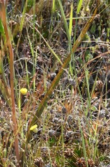 Thelymitra petrophila