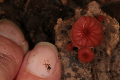 Marasmius haematocephalus