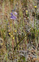 Thelymitra petrophila