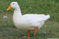 Anas platyrhynchos domesticus