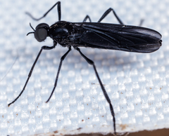 Penthetria heteroptera