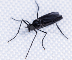 Penthetria heteroptera