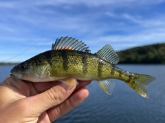 Yellow Perch photo 3
