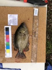 Ambloplites rupestris