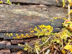 Calycina citrina