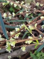 Pimelea axiflora axiflora