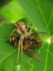 Syrphidae