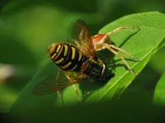 Syrphidae