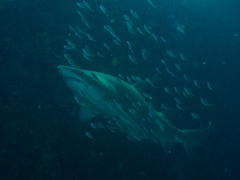 Pseudocaranx georgianus