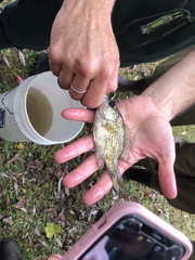 Ambloplites rupestris