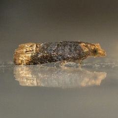 Eucosma ochroterminana