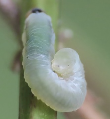 Macremphytus testaceus